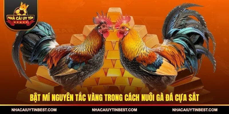 Bật mí nguyên tắc vàng trong cách nuôi gà đá cựa sắt