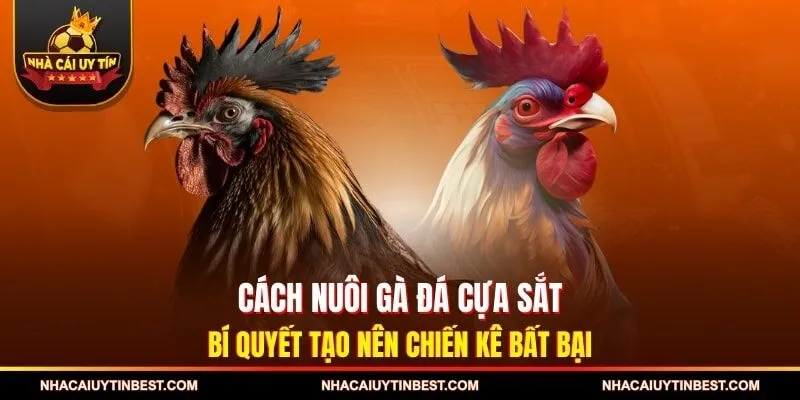 Cách Nuôi Gà Đá Cựa Sắt – Bí Quyết Tạo Nên Chiến Kê Bất Bại