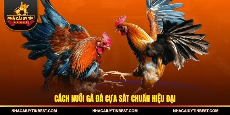 Cách nuôi gà đá cựa sắt chuẩn hiệu đại