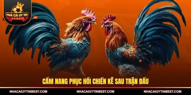 Cẩm nang phục hồi chiến kê sau trận đấu