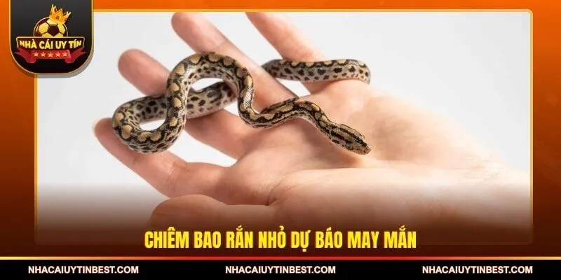 Chiêm bao rắn nhỏ dự báo may mắn