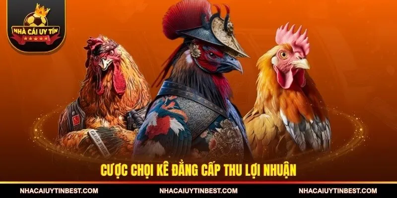 Cược chọi kê đẳng cấp thu lợi nhuận