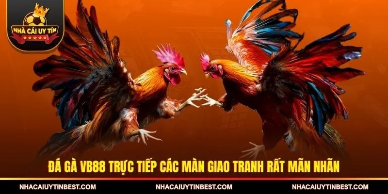 Đá gà VB88 trực tiếp các màn giao tranh rất mãn nhãn