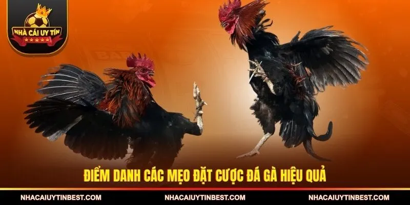 Điểm danh các mẹo đặt cược đá gà hiệu quả