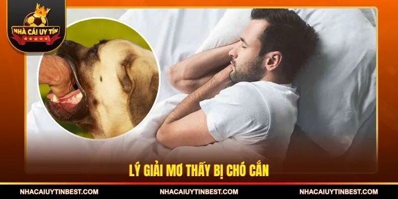 Lý giải mơ thấy bị chó cắn