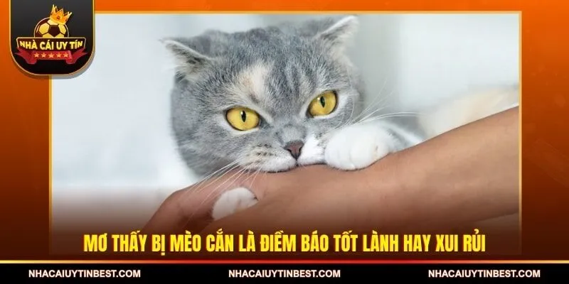 Mơ thấy bị mèo cắn là điềm báo tốt lành hay xui rủi