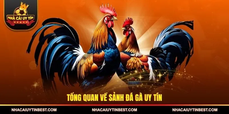 Tổng quan về sảnh đá gà uy tín