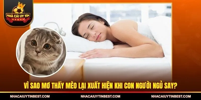 Vì sao mơ thấy mèo lại xuất hiện khi con người ngủ say?